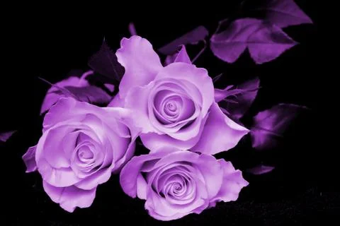 Three purple roses on a black background Stock Photos