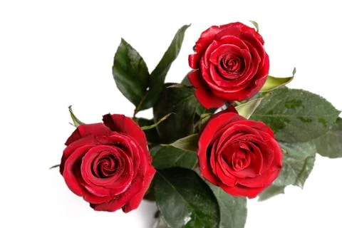 Three purple roses Stock Photos