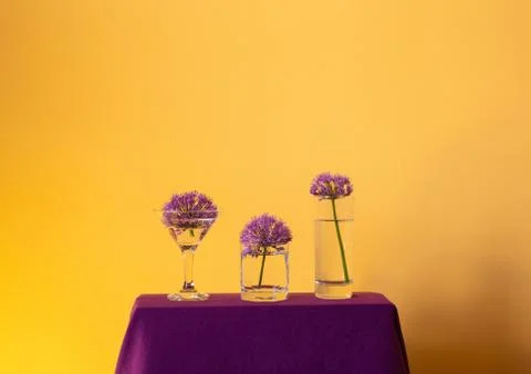 Three purple violet spring gian onion flowers in transparent glass on warm ye Stock Photos