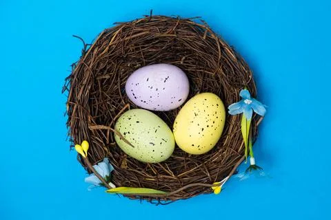 Three quail Easter eggs in the nest on a blue background, viewed from above.  Foto stock