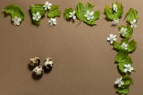 Three quail eggs and a frame of green leaves on a brown background. Stock Photos