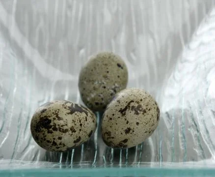 Three quail eggs Stock-Fotos