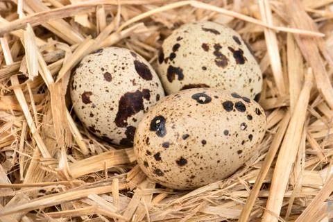 Three quail eggs Stock Photos