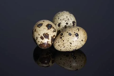 Three quail eggs three brown dappled quail eggs on dark reflective back Co... Stock Photos