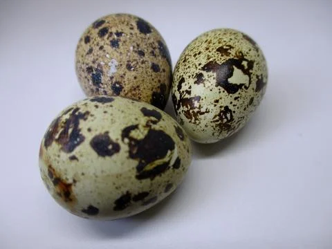 Three quail eggs on a white background 写真素材