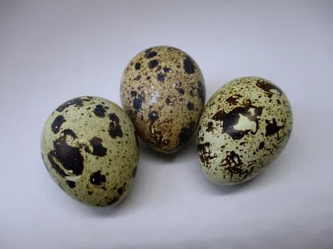 Three quail eggs on a white background 写真素材