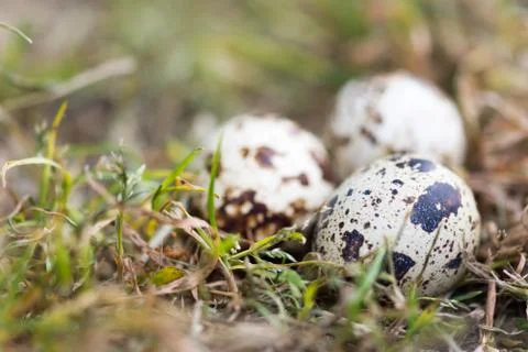 Three quail eggs in the wilderness Stock Photos