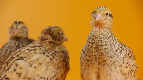 Three quails Stock Footage 47924173