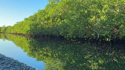 Three quarter view from boat through Mangroves in Roatan, Honduras 2026 Stock Footage 330895591