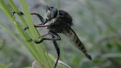 Three quarter view of a robber fly clinging to grass blades, static macro shot Stock Footage 346723958
