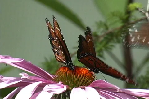 Three Queen butterflies Stock Footage 467141