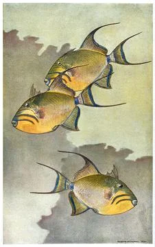 Three Queen trigger fish swimming in the sea. Colour line block after a pai.. Stock Illustration
