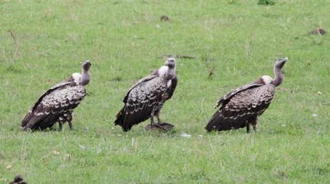 Three R_ppell's vultures Stock Footage 49837862
