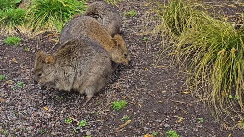 Three rabbit kangaroo  resting Stock-Footage 269825254