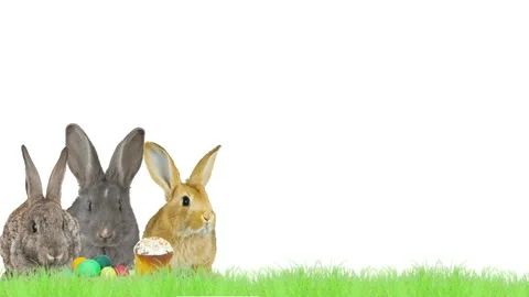 Three rabbits and easter eggs and a green grass on a white background Stock Footage 86688308