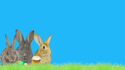 Three rabbits and easter eggs and green grass on a blue background Stock-Footage 86688319