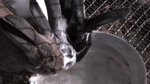 Three rabbits are sitting in cage and drinking water from cup together. closeup. Stock Footage 220186745