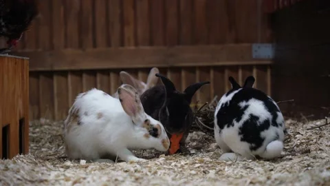Three rabbits black and white eat carrots Stock Footage 163925524