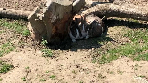 THREE RABBITS ON FARM Stock Footage 135020157