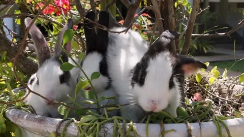 Three rabbits sit in the bushes. Stock Footage 220136856