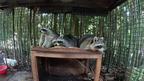 Three raccoons are lying on a table in a cage, the cage is green, a wooden table Video stock 256483414