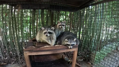 Three raccoons are lying on a table in a cage, the cage is green, a wooden table 库存影片 256483684