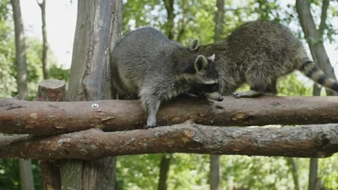 Three raccoons on branches climb the trunk Stock Footage 270367822