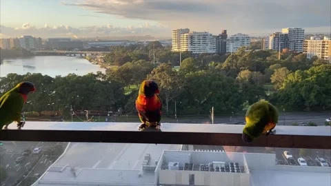 Three Rainbow Lorikeet parrot visiting, drinking and feeding at a balcony Stock Footage 214810735