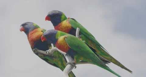 Three Rainbow Lorikeet Parrots On Branch Stock-Footage 329401250