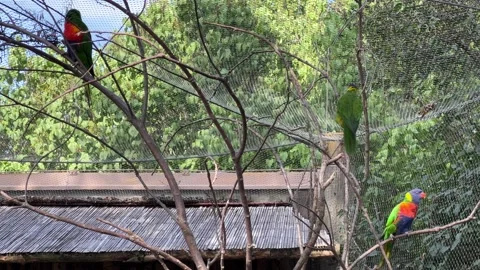 Three rainbow lorikeets. Stock video clip. 4K Stock Footage 204126033
