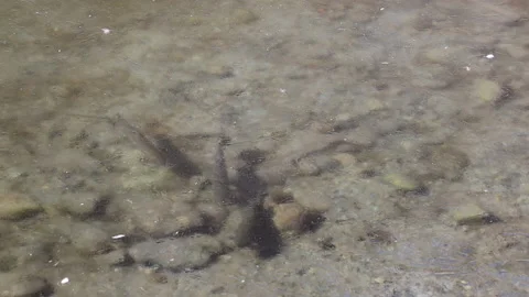 Three rainbow trout swimming below ice Vídeo Stock 149926333