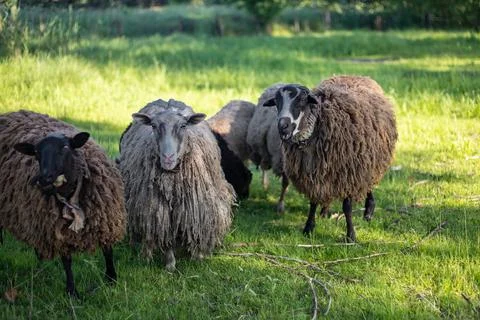 Three rams stand on a green meadow Stock Photos