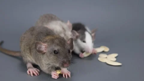 Three rats eat pumpkin seeds. Rodents on a gray background Stock Footage 261946554