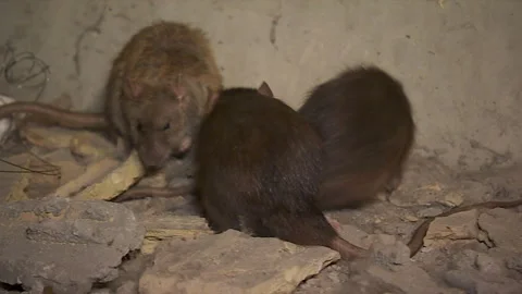 Three Rats Stock Footage 92924162