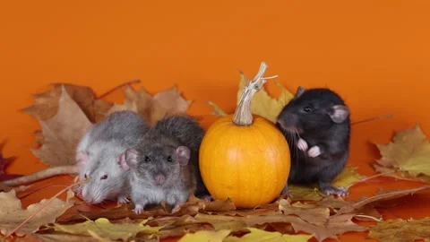 Three Rats with a pumpkin on a yellow background. Rodents on autumn leaves Stock Footage 289226448