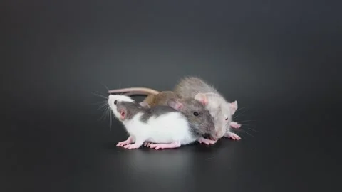 Three rats sit on a black background and wash themselves Stock Footage 262353134