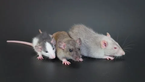 Three rats sit on a black background and wash themselves Stock Footage 262353915
