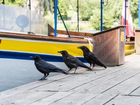 Three raven on a stage Stock Photos