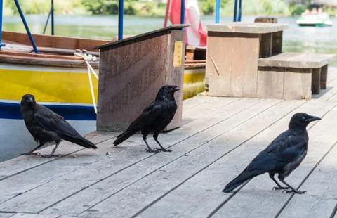 Three raven on a stage Stock Photos