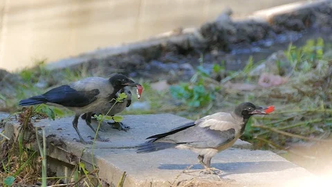 Three ravens are fighting plastic trash. Crow with a plastic cap in its beak. Stock Footage 117858484