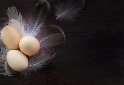 Three raw chicken yellow eggs among feathers Stock Photos