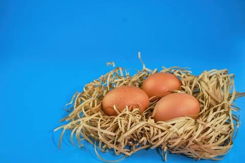 Three raw orange eggs lie in a nest of brown straw. Blue background, place to Stock Photos