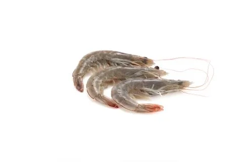 Three raw shrimps 写真素材