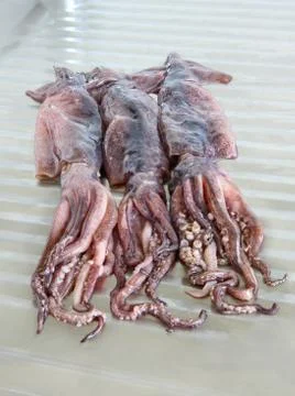 Three raw squids on metal kitchen table. Stock Photos