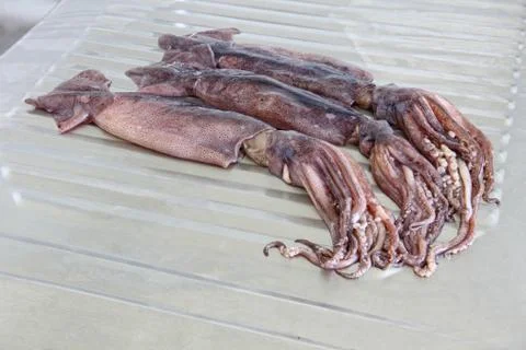 Three raw squids with tentacles on metal kitchen table. Stock Photos