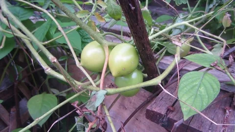 Three raw tomatoes on the tree Video stock 194958884