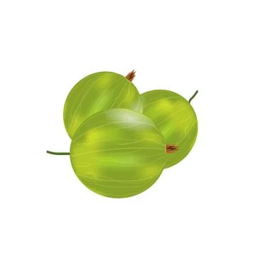 Three realistic 3d amla or Indian gooseberry mockup. Isolated on white Stock Illustration