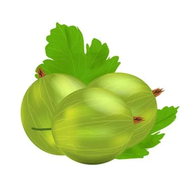Three realistic 3d amla or Indian gooseberry mockup with green leaf. Isolated on Stock Illustration