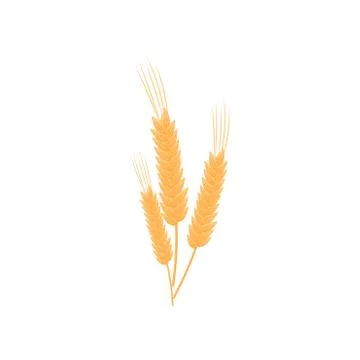Three realistic stalks of wheat. Vector illustration on white background. Stockillustratie