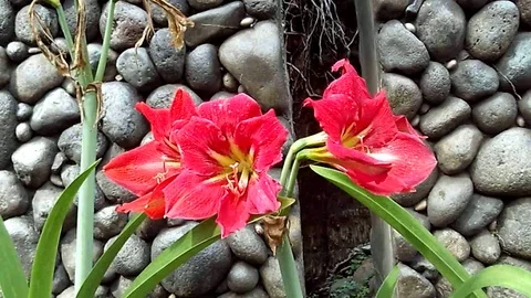 Three red amaryllis flower on the front of stones wall Video stock 121835000